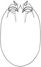 aduncus